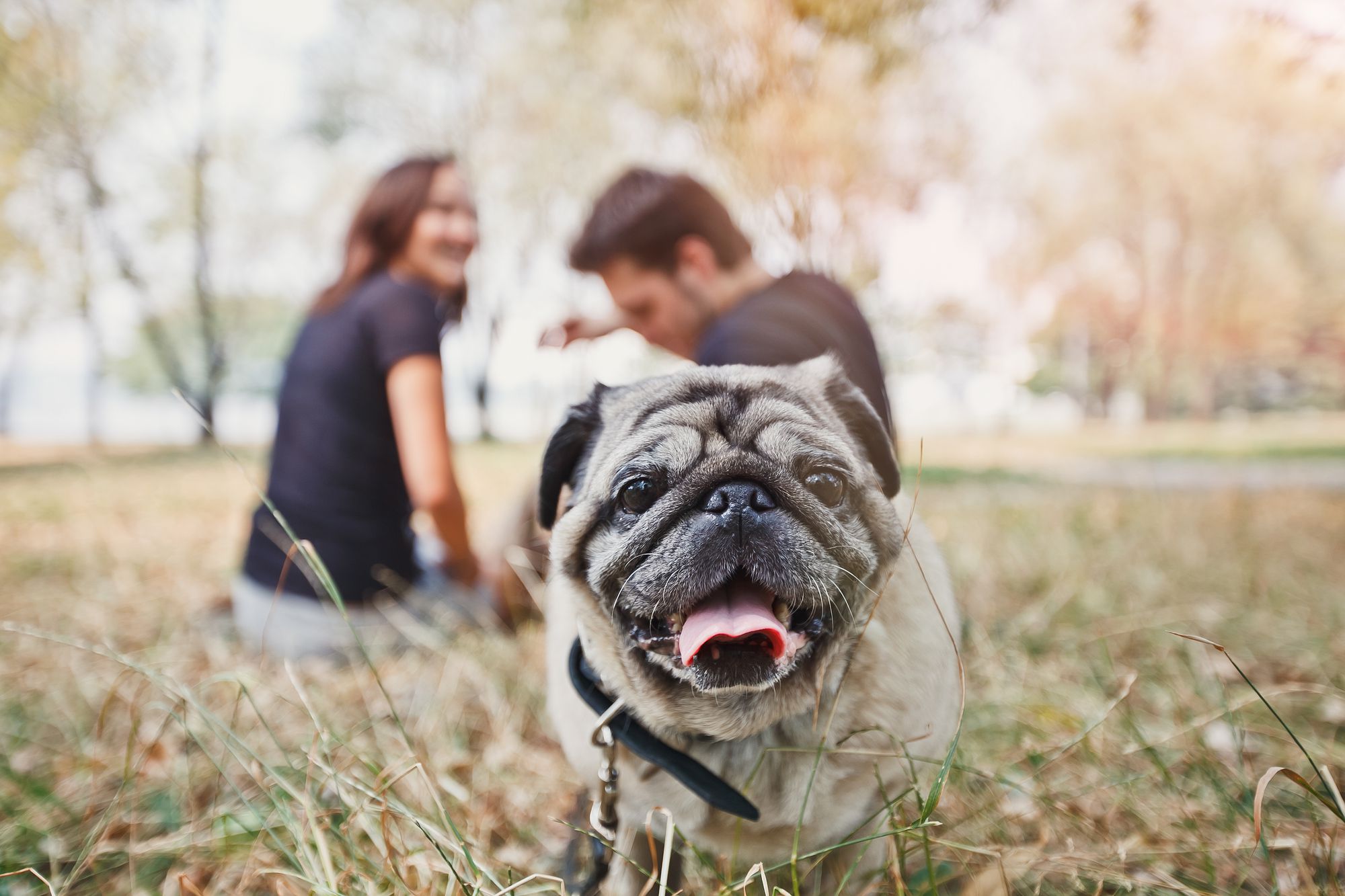 Como Cuidar Do Meu Pet? Conheça 7 Cuidados Essenciais!